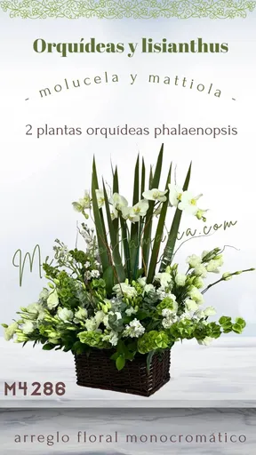 Producto