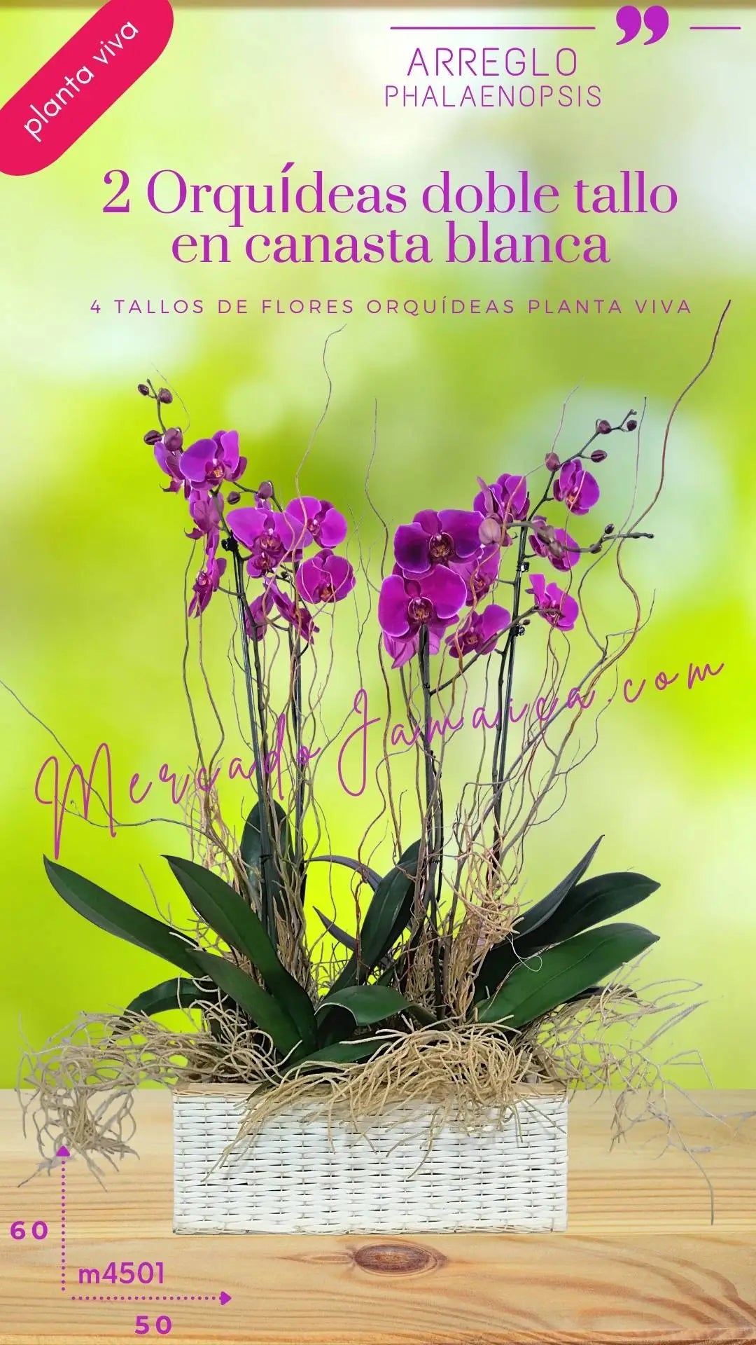 2 Orquídeas Phalaenopsis Lila en Canasta CDMX
