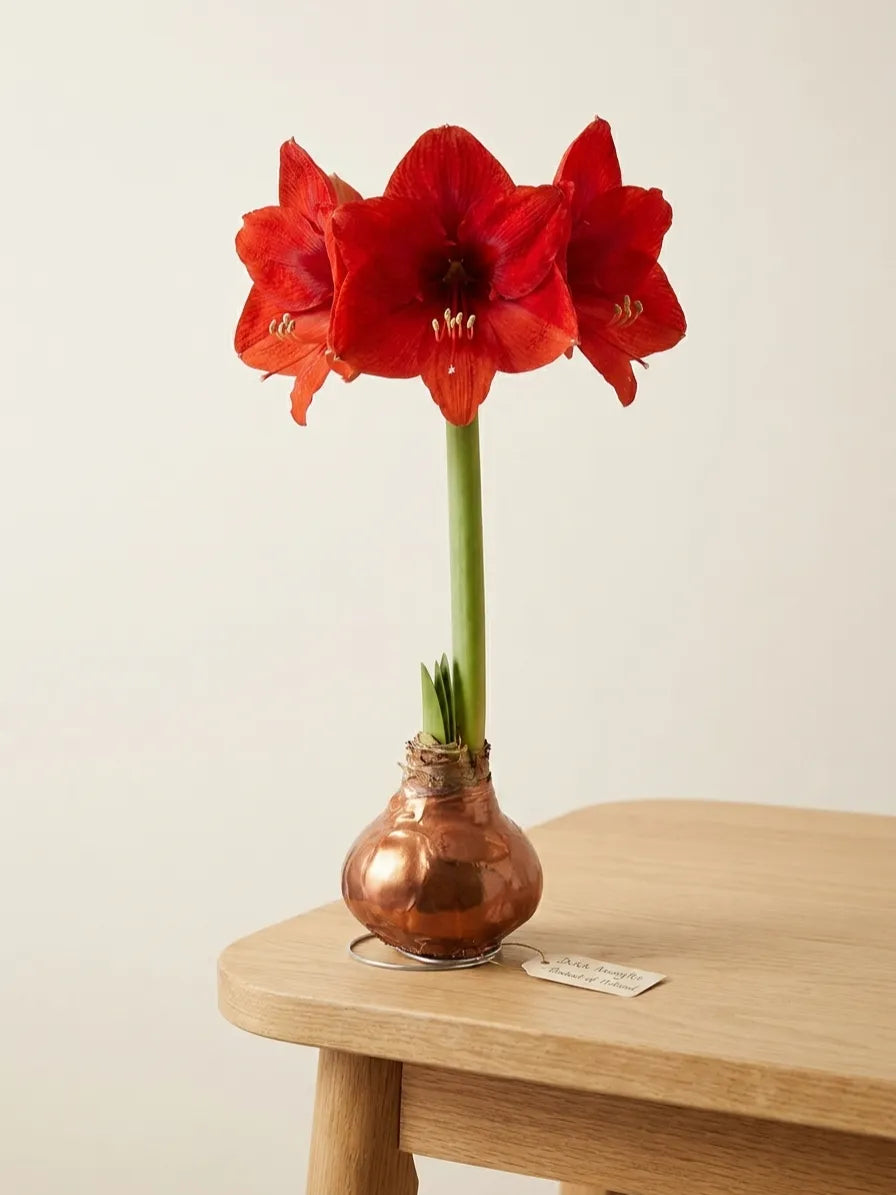 Bulbo Amarilis con Cera · Florece en Casa · CDMX