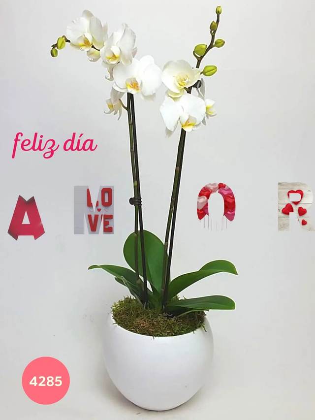 Producto