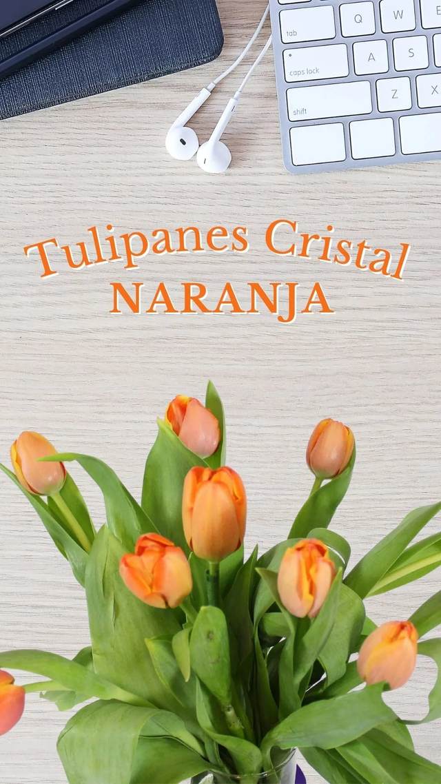 Vista alternativa